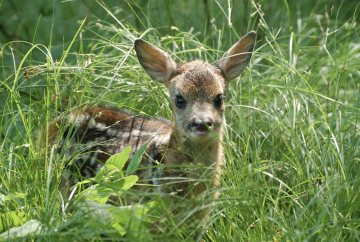 FORÊT DE SOIGNES * Quand les animaux laissent des traces et des indices