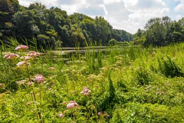 Balade le long des ruisseaux forestiers : les Enfants Noyés et le vallon du Vuylbeek