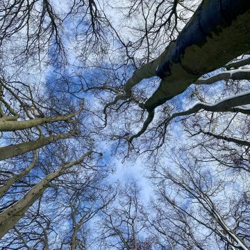 Les arbres, ces êtres si surprenants !
