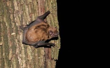 A la découverte des chauves-souris (Rouge Cloître – Auderghem)