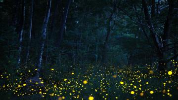 Les lumières de la nuit * FESTIVAL FORÊT DE SOIGNES 2025