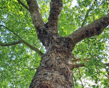 Nos arbres de la Forêt de Soignes et leurs mystérieuses relations ]FESTIVAL FORÊT DE SOIGNES 2025