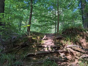 FORÊT DE SOIGNES * Le sol forestier, un livre ouvert de (pré)histoires