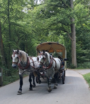 FORÊT DE SOIGNES * Balade en calèche, un voyage dans le temps